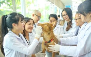 Các trường xét học bạ ngành Thú y tại TPHCM hiện nay